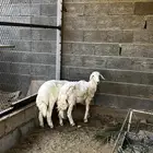 طليان للبيع