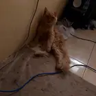 قطه للتبني