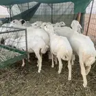 بهم مهجن