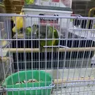 ببغاء سنغالي