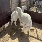 طليان حريه