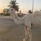 ناقة شبب ضروبة وضحى كفو