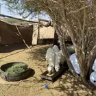 خرفان بلديه للبيع