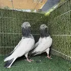 حمام باكستاني سلكوتي كبير
