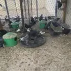 طبات قطايفي