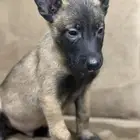جراوي مالينو