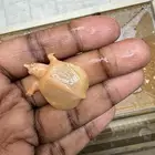 سلحفاة الصدفة اللينة