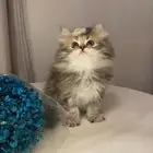 قطط سكوتش للبيع