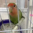 روز