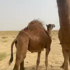 قعود للبيع