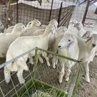 للبيع طليان العدد 13