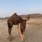 ناقه خلفه مصقر حمرا