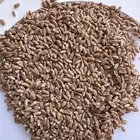 قمح بر سوميد مصفى 50 كيلو البيع 100