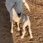 شاه حريه تم البيع