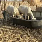 رخال جدعات قريب ولاده