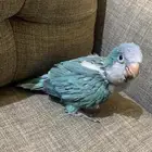 فرخ كويكر ازرق