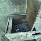 زوج فيشر هولندي