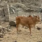 خبيش للبيع