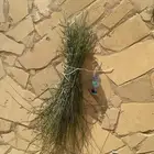 مرخ طازج