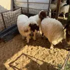 نعمي خروف 3 رخال