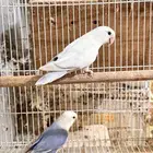 طيور روز غير اليفين