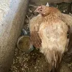 دجاج بلدي محضن
