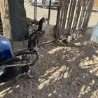 بط بلدي