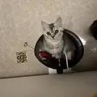 سكوتش بيور استريت عمره 6 شهور 1000 ريال للي يبي انتاج فخم