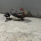 ذكر وانثى بط مصري