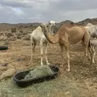 قعدان برية للبيع