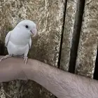 ببغاء روز البينو هدد