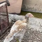 فروخ سندي العدد 7