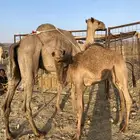 عشراء تحتها بكره ناقة حليب الحد 8300