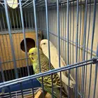 عرض لكم جوز بادجي لون وحجم بطل واليف