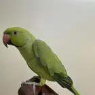 ببغاء درة اليف