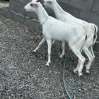 معزا بيشي