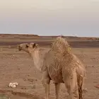 قعود كفو للبيع