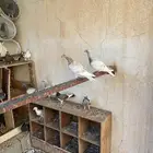 حمام للبيع