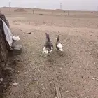 للبيع دجاج وديك رومي