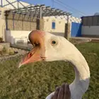 وز بلغاري جوز مميز خوارج بحجولهم