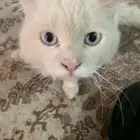 قطو لتبني صحوته ممتاز مافيه أي شي بس شرط شخص عمره من 18وفوق