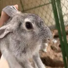 أرنب بلدي للبيع ذكر