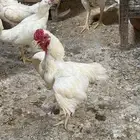 دجاج فايتر