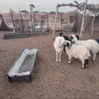 شاه تامه ظهرها زين حايل