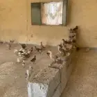 صوص بلدي