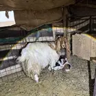 للبيع عنز والد متاومة طيبة بالحيل