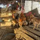 للبيع دجاج فوق 50 حبه