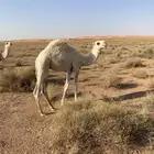 قعود عمره اربع شهور طيب