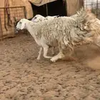 شياه