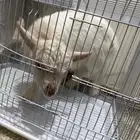 تيس قزم للبيع عنره اسبوع يرضع حليب يحب اللعب والنط للصامل